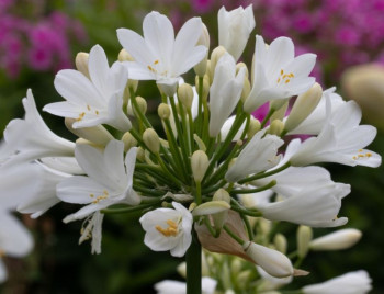 /images/plants/Agapanthus-Ever-White.jpg