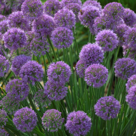 /images/plants/Allium_Serendipity.jpg