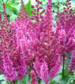 /images/plants/Astilbe-Purple-Rain.jpg