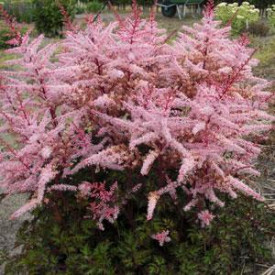 /images/plants/Astilbe_Delft_Lace.jpg