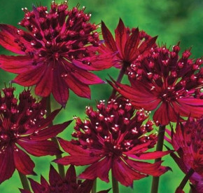 /images/plants/Astrantia_Venice.jpg