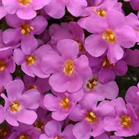 /images/plants/Bacopa_Megacopa_Pink.jpg