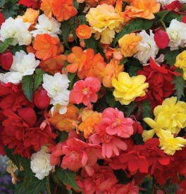 /images/plants/Begonia_Illumination_Mixed.jpg