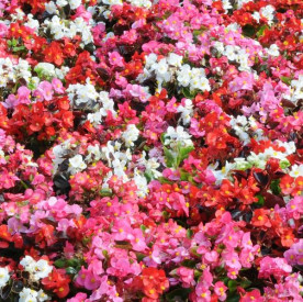 /images/plants/Begonia_Supreme_Mixed.jpg