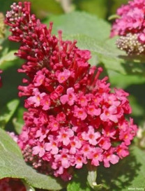 /images/plants/Buddleja_Little_Ruby.jpg