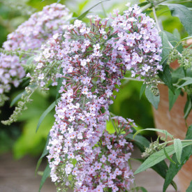 /images/plants/Buddleja_Wisteria_Lane.jpg