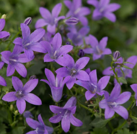 /images/plants/Campanula_Sago_02.jpg