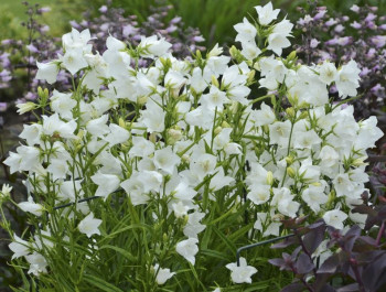/images/plants/Campanula_Takion_White.jpg