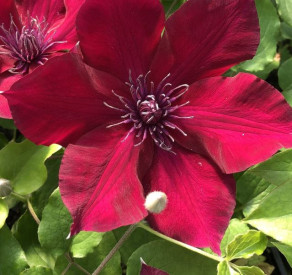 /images/plants/Clematis_Boulevard_Nubia.jpg