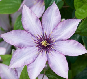 /images/plants/Clematis_Boulevard_Samaritan_Jo.jpg