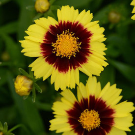 /images/plants/Coreopsis_UpTick_Yellow_and_Red.jpg