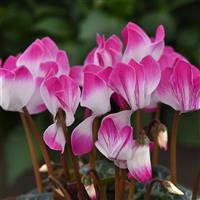 /images/plants/Cyclamen_Indiaka__Violet.jpg