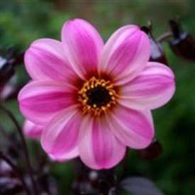 /images/plants/Dahlia_Mystic_Dreamer.jpg