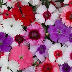 /images/plants/Dianthus_Corona_Mixed.jpg