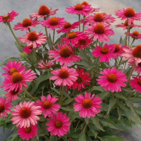 /images/plants/Echinacea_Sunmagic_Pink.jpg