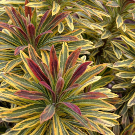 /images/plants/Euphorbia_Ascot_Rainbow.jpg