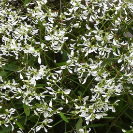 /images/plants/Euphorbia_Glamour.jpg