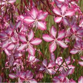 /images/plants/Gaura_Summer_Emotions.jpg