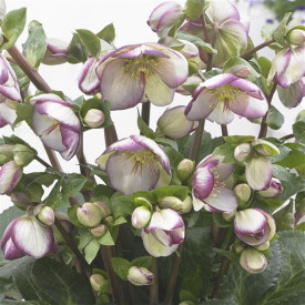 /images/plants/Helleborus_Frostkiss_Glenda_s_Gloss.jpg