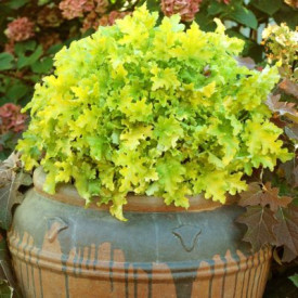 /images/plants/Heuchera_Lime_Marmalade.jpg