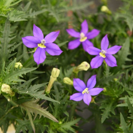 /images/plants/Isotoma_Fizz__n_Pop_Purple.jpg