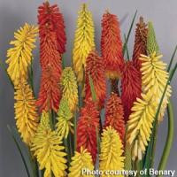 /images/plants/Kniphofia_Flamenco_Mixed.jpg