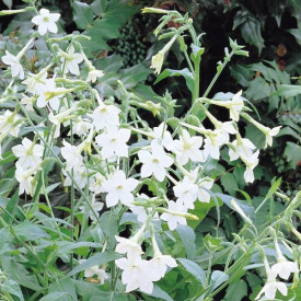 /images/plants/Nicotiana_affinis.jpg