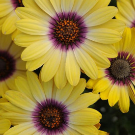 /images/plants/Osteospermum_Serenity_Blue_Eyed_Beauty.jpg