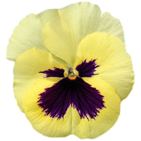 /images/plants/Pansy-EVO-F1-Lemon-Blotch.jpg