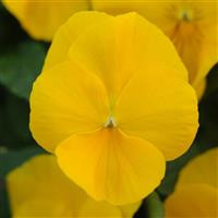 /images/plants/Pansy_Cool_Wave___Golden_Yellow.jpg