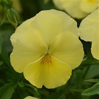 /images/plants/Pansy_Cool_Wave___Lemon.jpg