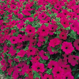 /images/plants/Petunia_Surfinia_Purple.jpg