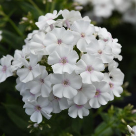 /images/plants/Phlox_Ka-Pow___White.jpg