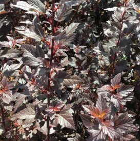 /images/plants/Physocarpus_Little_Joker.jpg