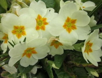 /images/plants/Primrose_Cottage_Cream.jpg