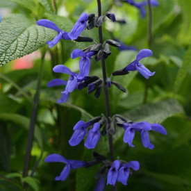 /images/plants/Salvia_Purple_and_Bloom.jpg