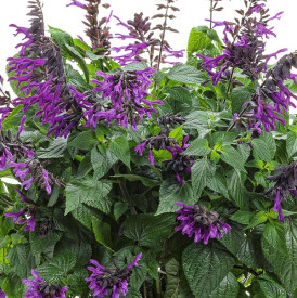 /images/plants/Salvia_Rockin_Deep_Purple.jpg