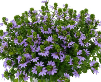 /images/plants/Scaevola-aemula-Fancy-Blue.jpg