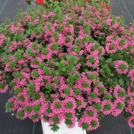 /images/plants/Scaevola_Surdiva_Deep_Pink.jpg