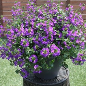 /images/plants/Scaevola_Surdiva_Deep_Violet_Blue.jpg