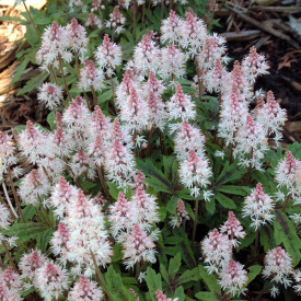 /images/plants/Tiarella_Spring_Symphony.jpg