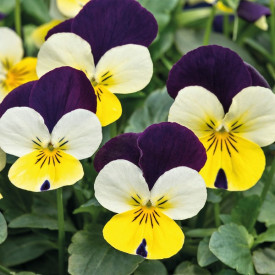 /images/plants/Viola_EVO_Mini_Lemon_Purple_Jump_up.jpg