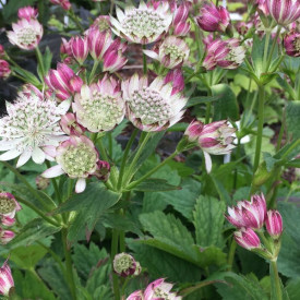 /images/plants/astrantia_bavarica_2.jpg