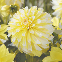 /images/plants/dahlia_Hollyhill_Lemon_Ice.jpg