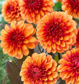 /images/plants/dahlia_david_howard.jpg