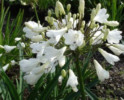 /images/plants/Agapanthus_Arctic_Star.jpg