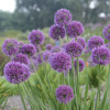 /images/plants/Allium_Lavender_Bubbles.jpg