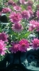 /images/plants/Argyranthemum-Madeira-Crested_Hot_Pink.jpg