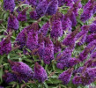 /images/plants/Buddleja_Little_Purple.jpg