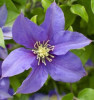 /images/plants/Clematis_Boulevard_Olympia.jpg